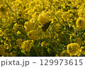 黄色い菜の花 129973615