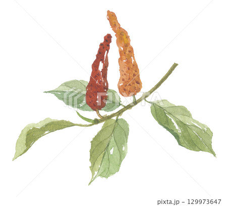 水彩で描いたヒハツ　畢撥  129973647