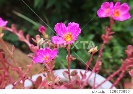 ポーチュラカマジカルキューティーのピンクの花 129973990