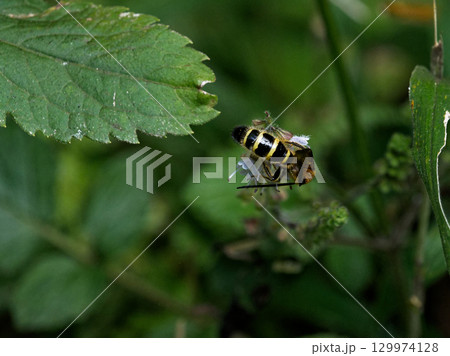 シソ科シマジタムラソウ訪花昆虫ツチバチ科キンケハラナガツチバチ♀ 129974128