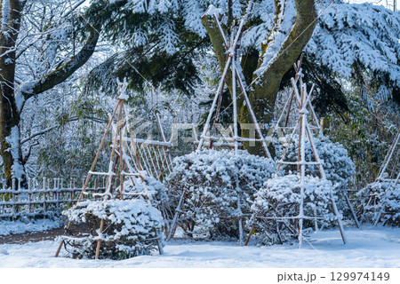 雪化粧をした高岡古城公園 雪化粧をした高岡古城公園 129974149