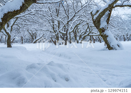 大雪の日の高岡古城公園 大雪の日の高岡古城公園 129974151