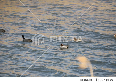 コガモの群れとオオバン コガモの群れとオオバン 129974559