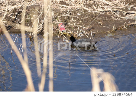 水の中を歩くオオバン 水の中を歩くオオバン 129974564
