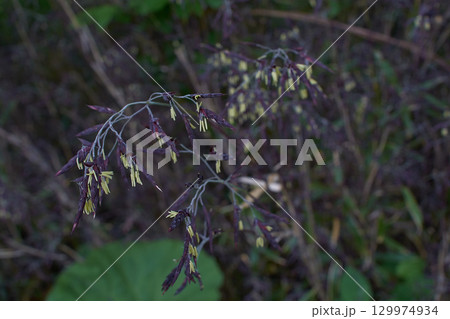 笹の花 129974934
