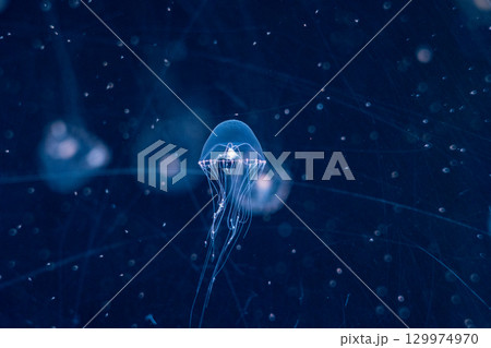 ギヤマンクラゲ 129974970
