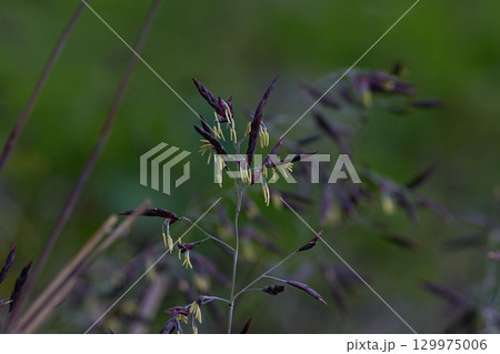 笹の花 笹の花 129975006