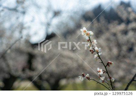 梅の花を背景をぼかしてクローズアップ撮影 129975126