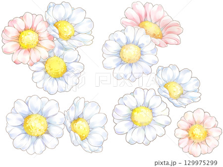 白とピンクのかわいいマーガレットイラスト 白とピンクのかわいいマーガレットイラスト 129975299