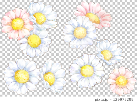 白とピンクのかわいいマーガレットイラスト 白とピンクのかわいいマーガレットイラスト 129975299