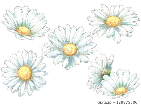 白い花のみのマーガレットのイラスト 129975300