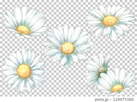 白い花のみのマーガレットのイラスト 129975300