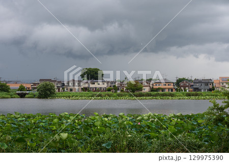 ハスまつりが始まった季節 雨の合間の城沼のほとりの風景 ハスまつりが始まった季節 雨の合間の城沼のほとりの風景 129975390