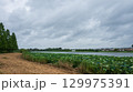 ハスまつりが始まった季節 雨の合間の城沼のほとりの風景 129975391