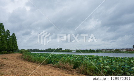 ハスまつりが始まった季節 雨の合間の城沼のほとりの風景 129975391