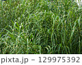 密集して生えるヤバネススキ 129975392