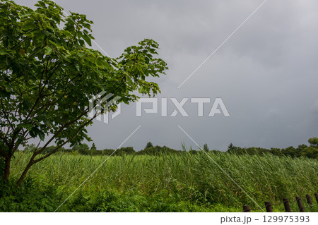 夏の湿原に広がるヨシ原 夏の湿原に広がるヨシ原 129975393