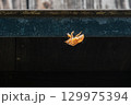 土蔵のひさしに残されたセミの抜け殻 129975394
