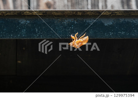 土蔵のひさしに残されたセミの抜け殻 129975394