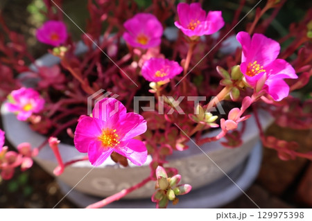 ポーチュラカマジカルキューティーのピンクの花 129975398
