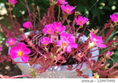 ポーチュラカマジカルキューティーのピンクの花 129975400