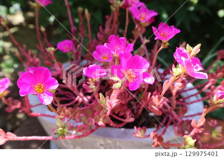 ポーチュラカマジカルキューティーのピンクの花 129975401