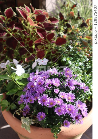 玄関前の花の寄せ植え 玄関前の花の寄せ植え 129975407