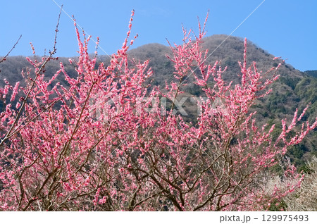 湯河原梅林の紅梅 129975493