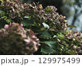 枯れかけのアジサイ 129975499