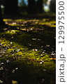 苔のある道 129975500