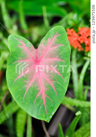 Caladium, Caladium Bicolor Vent or Caladium bicolor 129975506