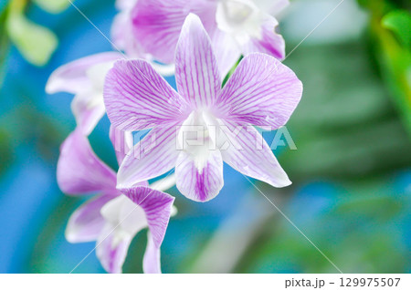 dendrobium,  Dendrobium Burana Stripe or Dendrobium Orchid Burana Pink Stripe or white and purple orchid flower 129975507