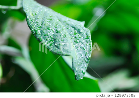 Syngonium podophyllum, Arrowhead Vine or Goosefoot Plant or Araceae or bicolor syngonium and rain droplet 129975508