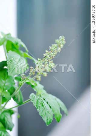 basil or holy basil, sweet basil or Ocimum tenuiflorum or Sacred basil or Lamiaceae plant basil or holy basil, sweet basil or Ocimum tenuiflorum or Sacred basil or Lamiaceae plant 129975510