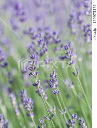 Lavender flowers blooming in the field. Soft focus. Floral background 129975581