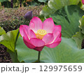 蓮の花のある風景 129975659