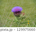 アーティチョークの花 129975660
