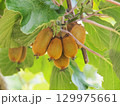 木に実ったキウイフルーツ 129975661