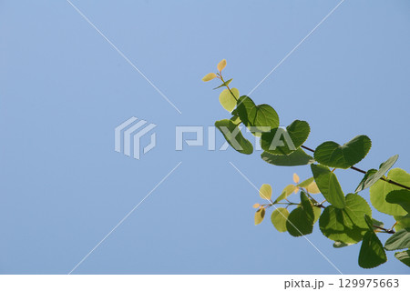 Green leaves of Katsura 春の青空をバックに映える新緑の桂(カツラ)の芽吹き Green leaves of Katsura 春の青空をバックに映える新緑の桂(カツラ)の芽吹き 129975663