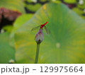 蓮の蕾にとまるショウジョウトンボ 129975664