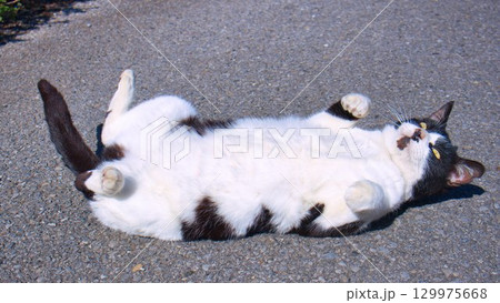 お腹を見せる猫 お腹を見せる猫 129975668