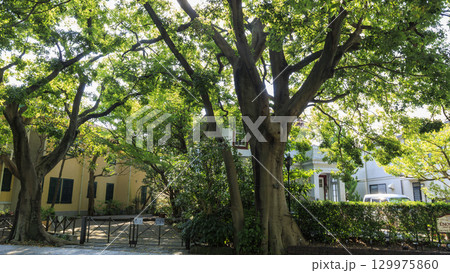 新緑に包まれる山手西洋館 新緑に包まれる山手西洋館 129975860