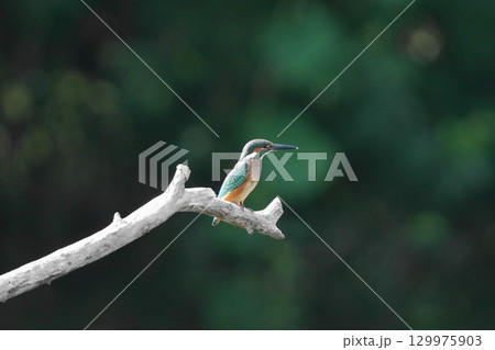 枝に止まるカワセミ 129975903