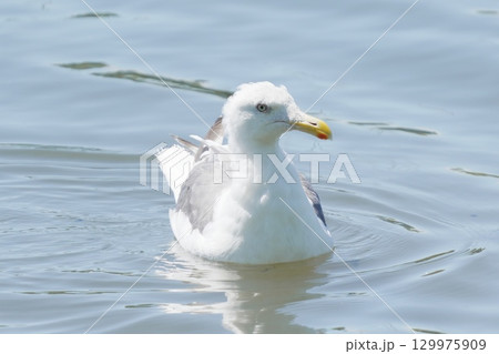 水に浮かぶセグロカモメ 129975909