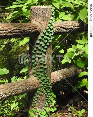 擬木を這い上がった「ナツヅタ」 擬木を這い上がった「ナツヅタ」 129975950