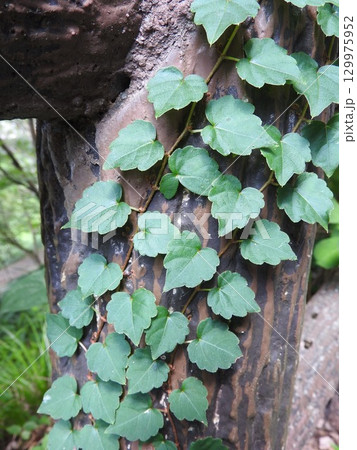 擬木を這い上がった「ナツヅタ」 擬木を這い上がった「ナツヅタ」 129975952
