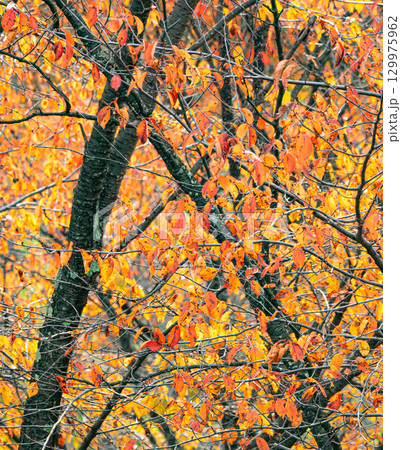 秋の北海道の彩りに満ちた森の風景 秋の北海道の彩りに満ちた森の風景 129975962