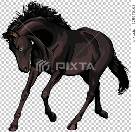 Galloping black horse Galloping black horse 129976162