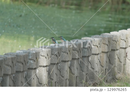 川の堤防にとまるカワセミ 129976265