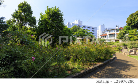 横浜市の港の見える丘公園の夏 129976280